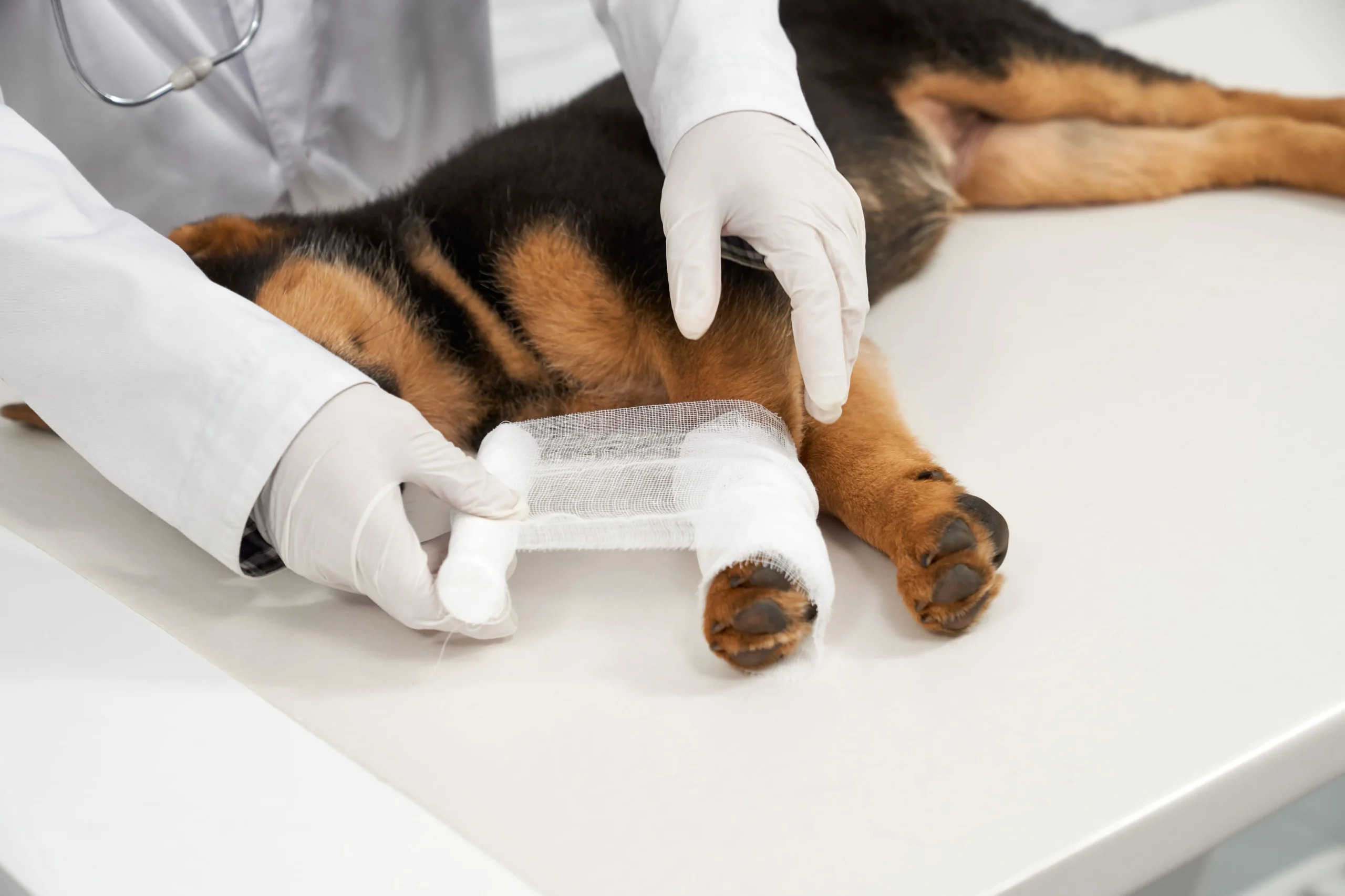 tratamiento de traumatologia veterinaria